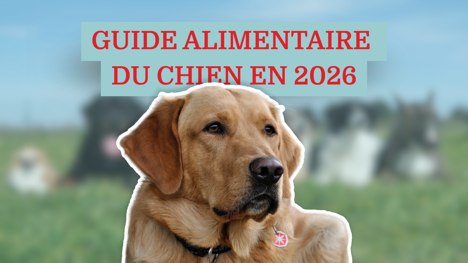 Guide alimentaire du chien en 2026