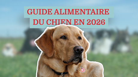 Guide alimentaire du chien en 2026