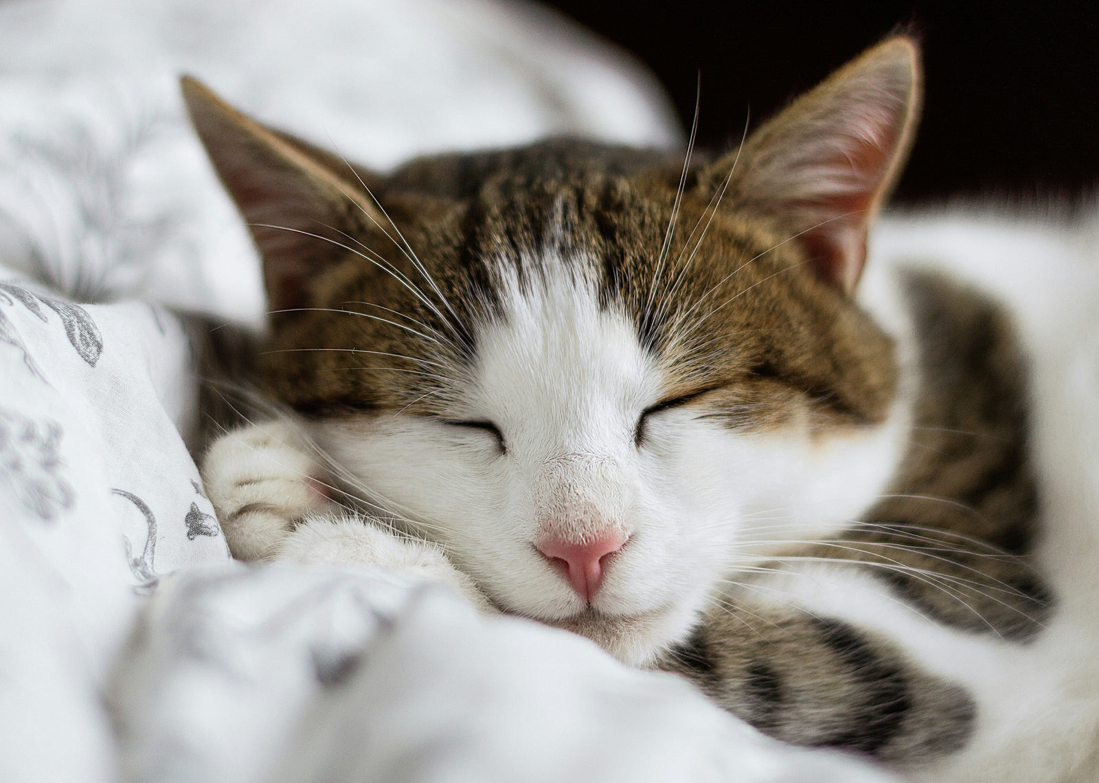 Gesunde Katzenernährung – so bleibt deine Katze fit und zufrieden