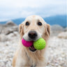 Kiwi Walker Lass uns Ball spielen