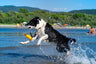 Kiwi Walker Lass uns spielen! Zeppelin