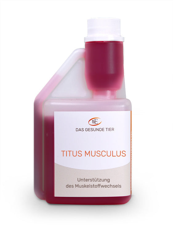 5 Elemente Titus musculus