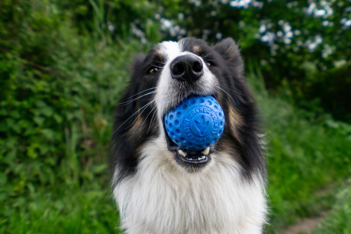 Kiwi Walker Lass uns Ball spielen